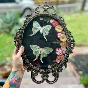 Framed Luna Moth. Framed Butterfly, Real Luna Moth, Snake Skeleton, framed bones, oddity gift, wall decor