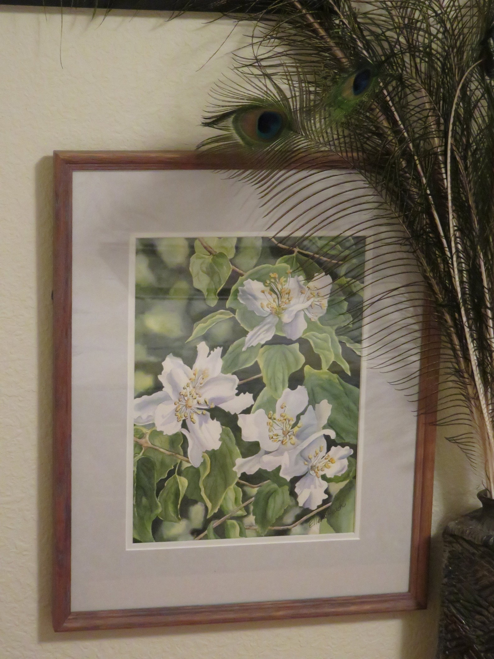 Philadelphus picture