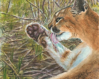 Cougar, Licking Paw Wild Animal Print of Watercolor Painting by Ellen Heath Blue Mountains Washington