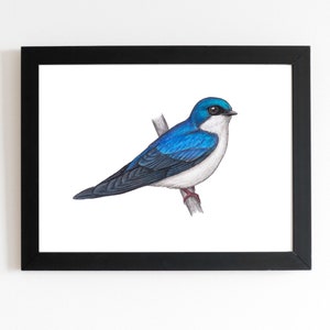 Tree Swallow Art Print 5x7 inches, bird art, bird art print, birding, birdwatching, bird lover, backyard birds
