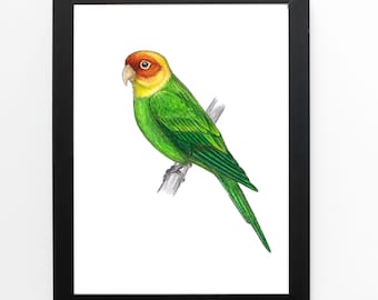 Carolina Parakeet Art Print 5x7 inches, bird art, bird lover extinct extinction