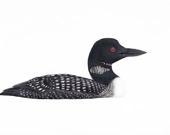 May include: A black and white loon with red eyes, swimming on a white background.