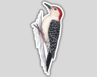 Red-bellied Woodpecker sticker, water-resistant, bird lover gift, birding birdwatching birder