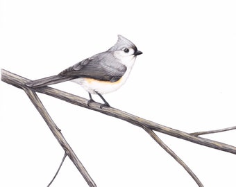 Lifesize original Tufted Titmouse drawing, colored pencil art, birds birding birdwatching