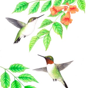 May include: A detailed illustration of two hummingbirds in flight, set against a white background. The birds are depicted with green, white, and red plumage, with long black beaks. Bright green leaves and orange trumpet-shaped flowers are also included.