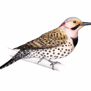 Northern Flicker art print 5x7, bird ornithology birding bird woodpecker