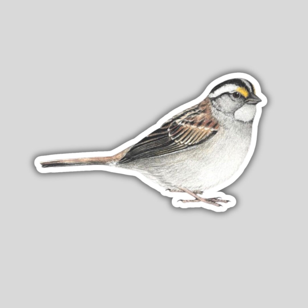 White-throated Sparrow Sticker, Water-resistant, Backyard Bird Lover ...