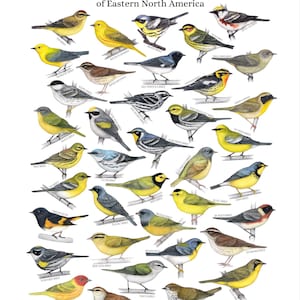 Warblers of eastern North America, bird art, bird art print, birding, birdwatching, bird lover, backyard birds warbler afbeelding 2