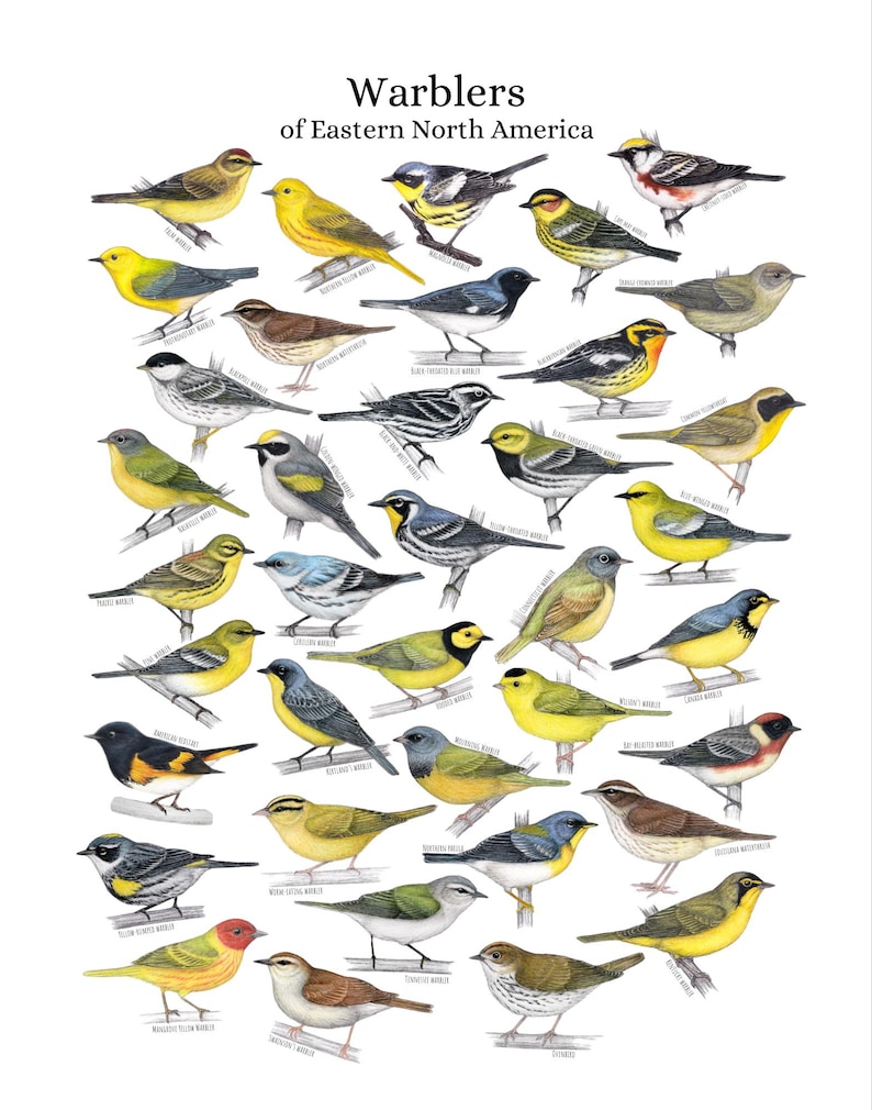Warblers of eastern North America, bird art, bird art print, birding, birdwatching, bird lover, backyard birds warbler afbeelding 2