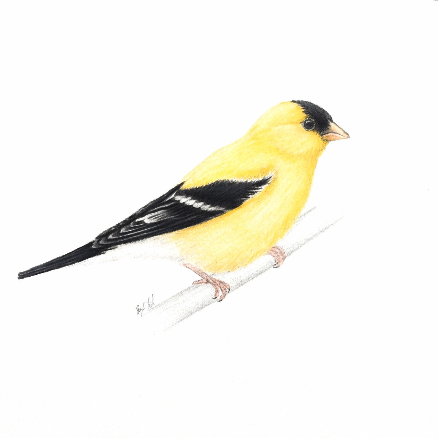American Goldfinch Art Illustration Bird Art Print Original - Etsy Sweden