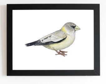 May include: A framed illustration of a yellow-breasted bird with a gray head and black eyes. The bird is perched on a branch with its wings folded.