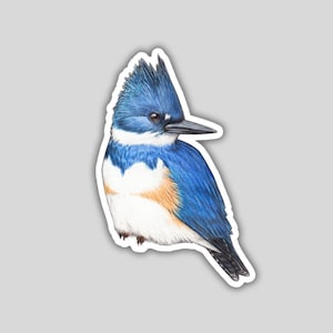 Belted Kingfisher Sticker, water-resistant, bird lover gift, birding birdwatching birder