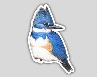 Belted Kingfisher Sticker, water-resistant, bird lover gift, birding birdwatching birder