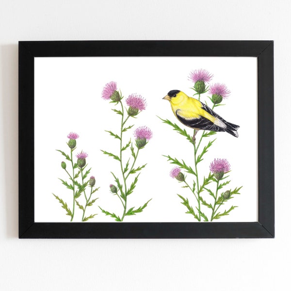 Lifesize American Goldfinch art print, birds birding birdwatching birder bird lover gift