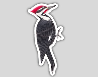 Pileated Woodpecker sticker, water-resistant, bird lover gift, birding birdwatching birder