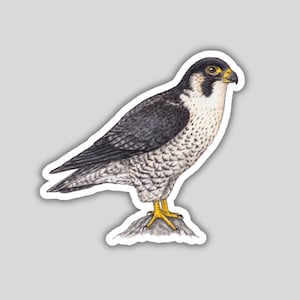 Peregrine Falcon sticker, water-resistant, bird lover gift, birding birdwatching birder bird of prey