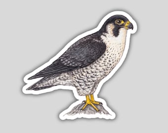 Peregrine Falcon sticker, water-resistant, bird lover gift, birding birdwatching birder bird of prey