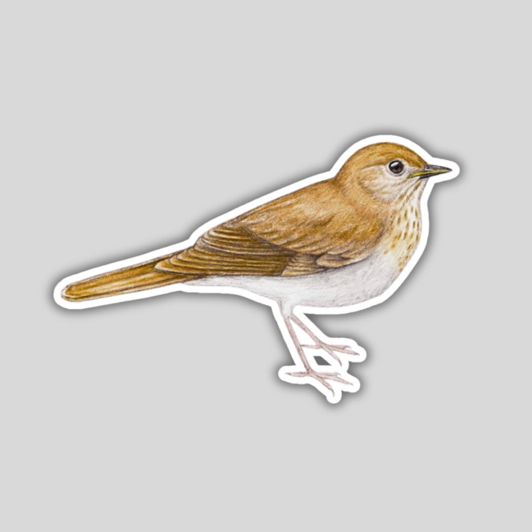 Thrush Bird Sticker Veery Thrush Sticker, Water-resistant, Bird Lover Gift, Birding ...