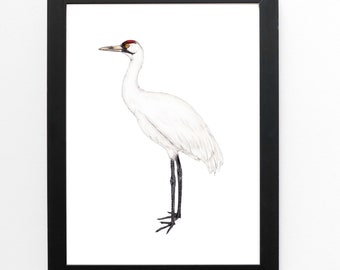 Whooping Crane Art Print 5x7 inches, bird art, bird art print, birding, birdwatching, bird lover