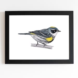 Yellow-rumped Warbler Art Print 5x7 inches, bird art, bird art print, birding, birdwatching, bird lover, backyard birds warbler