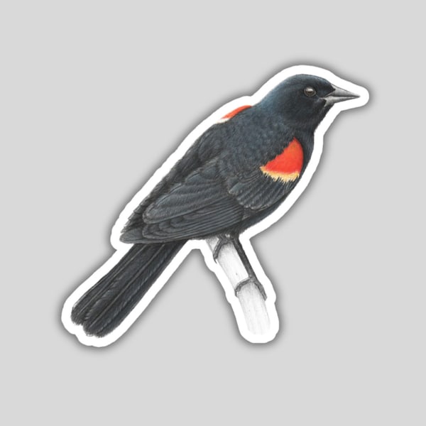 Red winged Blackbird Sticker, water-resistant, bird lover gift, birding birdwatching birder