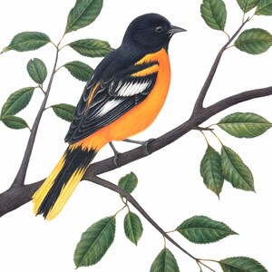 Baltimore oriole art print, birding, birdwatching, birder gift, bird lover, decor