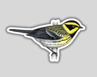 May include: A yellow-throated warbler perched on a branch. The bird has a black and yellow head, a green back, and a white belly.