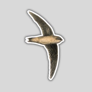 May include: A brown and black swift bird in flight with its wings spread out. The bird is facing to the right of the image.
