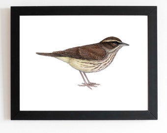 Northern Waterthrush Art Print 5x7 inches, bird art, bird art print, birding, birdwatching, bird lover, backyard birds warbler
