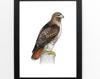 Red tailed Hawk art print 5x7 bird of prey raptor wildlife birder birdwatching bird lover