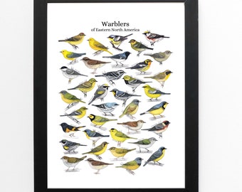 Warblers of eastern North America Art Print 8x10 inches, bird art, bird art print, birding, birdwatching, bird lover, backyard birds warbler