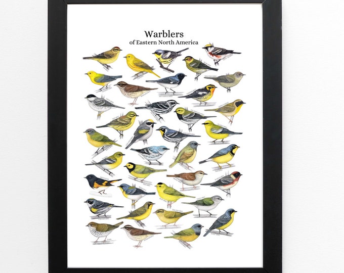 Warblers of eastern North America, bird art, bird art print, birding, birdwatching, bird lover, backyard birds warbler