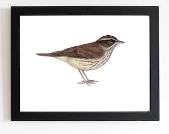 Northern Waterthrush Original Art 5x7 inches, bird art, bird art print, birding, birdwatching, bird lover, backyard birds warbler