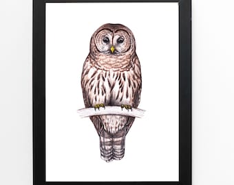 Barred Owl Art Print 5x7, owl drawing, owls, owl lover, birding, birdwatching, birder