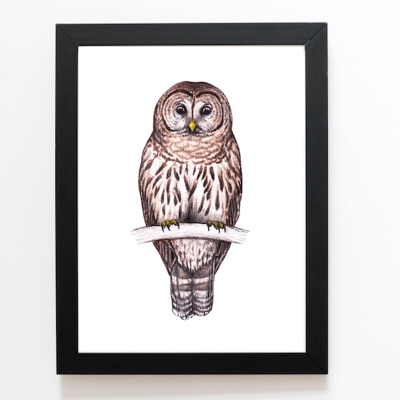 Barred Owl Art Print 5x7, Owl Drawing, Owls, Owl Lover, Birding,  Birdwatching, Birder - Etsy UK
