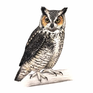 Great horned owl art drawing illustration bird bird birding birdwatcher gift ornithology print 5x7