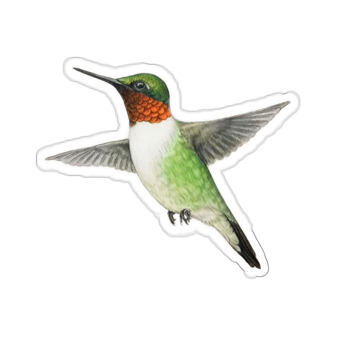 Ruby-throated Hummingbird Sticker Decal, Water-resistant, Bird Lover ...