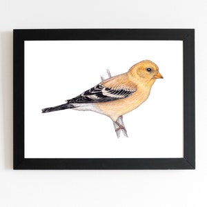 Female American Goldfinch Art Print 5x7