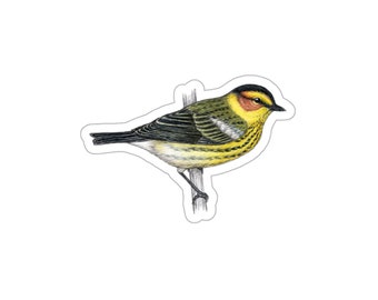 Cape may warbler sticker decal, water-resistant, bird lover gift, birding birdwatching birder backyard bird