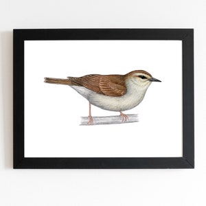 Swainsons Warbler Art Print 5x7 inches, bird art, bird art print, birding, birdwatching, bird lover, backyard birds warbler