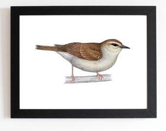 May include: A framed print featuring a detailed illustration of a small bird with brown and white plumage, perched on a branch. The bird is set against a white background, encased in a black frame. The artwork showcases fine pencil detailing.