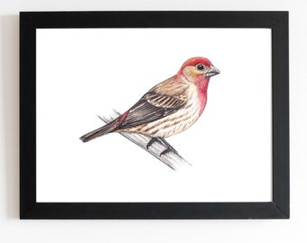 May include: A framed print featuring a detailed illustration of a bird perched on a branch. The bird has a red head and chest, with brown and gray feathers. The artwork is set against a white background and enclosed in a black frame.