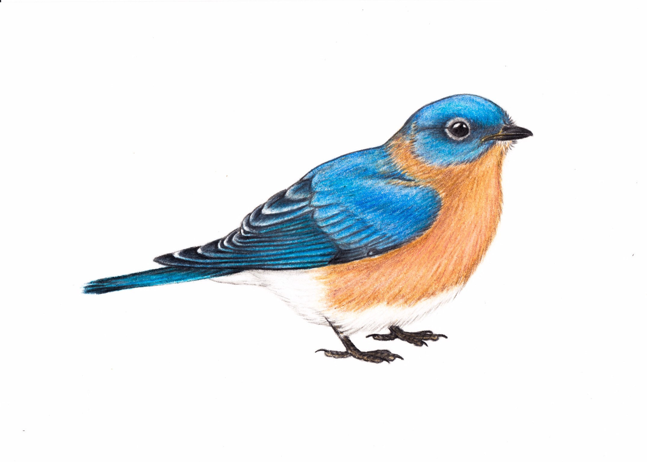 Eastern Bluebird drawing art 5x7 original bird bird birding Etsy