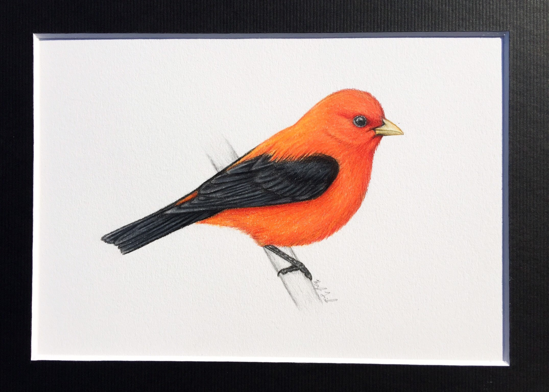 Scarlet Tanager Original Art Bird Art Bird Drawing Ornithology Birding ...