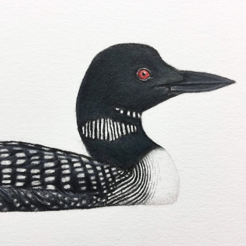 Loon Art Loon Drawing Bird Art Bird Drawing Print Etsy