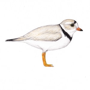 Piping plover 5x7 print, shorebird bird bird ornithology birding