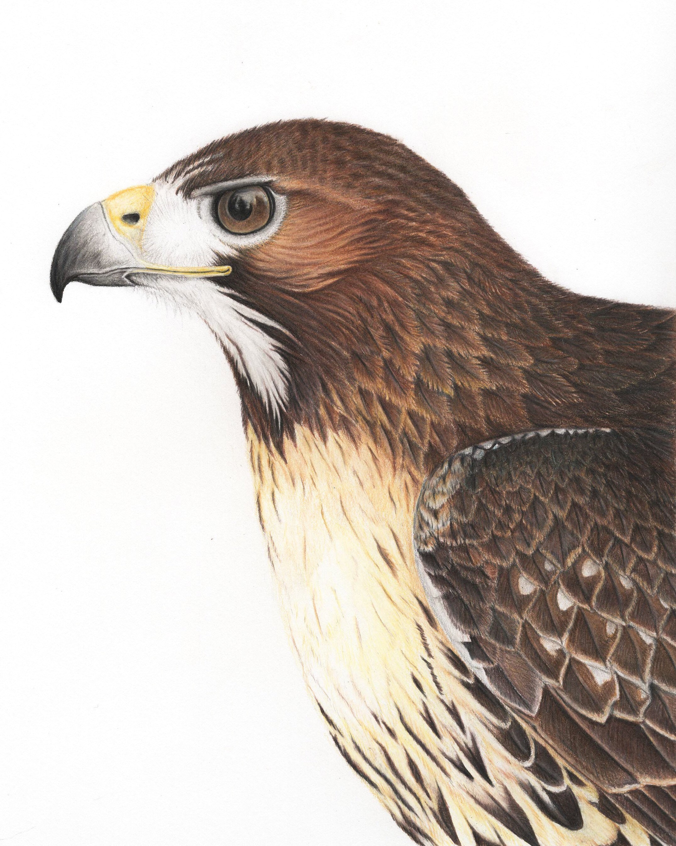 ArtStation - MORIMOTO HANIKO Sketches (Red-tailed Hawk Character)