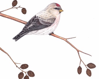 Lifesize original Hoary Redpoll drawing, colored pencil art, birds birding birdwatching