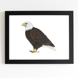 Bald eagle art print 5x7 bird of prey raptor wildlife birder birdwatching bird lover