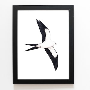 Swallow-tailed Kite Art Print 5x7 inches, bird art, bird art print, bird lover birds of prey florida wildlife